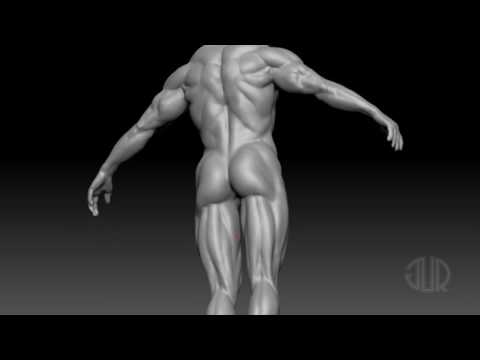 Anatomy Sculpt in ZBrush