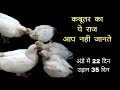pigeon EGG Baby to full pigeon in 35 days Video Pigeon goes out of the egg in 36 days faster