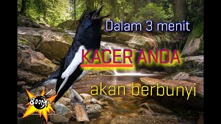 Download lagu Kicau kacer gacor    terapi air mengalir || Sangat cocok untuk pancingan kacer anda agar berbunyi mp3