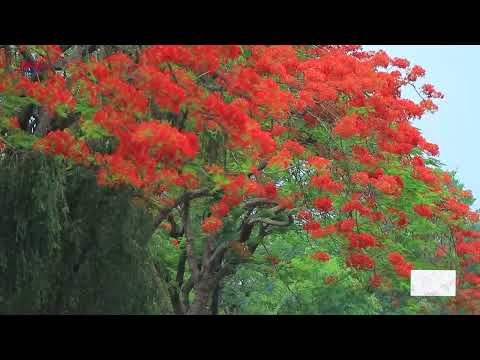 सुर्खेतको वीरेन्द्रनगरमा फुलेका गुलमोहार Gulmohar blooming in Birendra Nagar, Surkhet