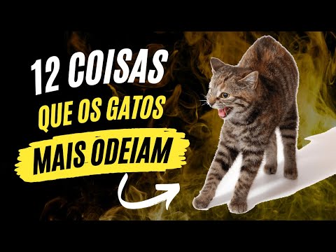 ??? 12 Coisas Que Os Gatos Mais Odeiam E Talvez Você Não Saiba ???
