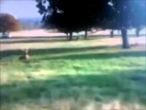 Fenton the dog, chasing deers in Richmond Park