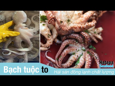 Bạch tuột tươi