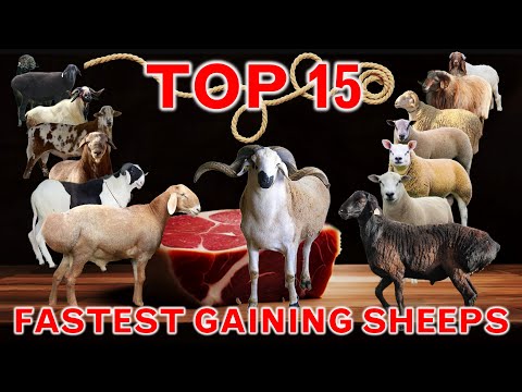 Top 15  Fastest-Gaining Sheep Breeds in the World | Average Daily Weight Gain Per Day