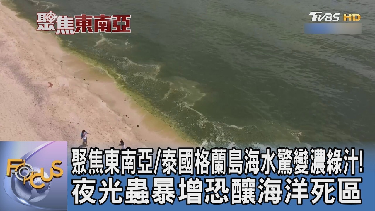 聚焦東南亞/泰國格蘭島海水驚變濃綠汁!夜光蟲暴增恐釀海洋死區