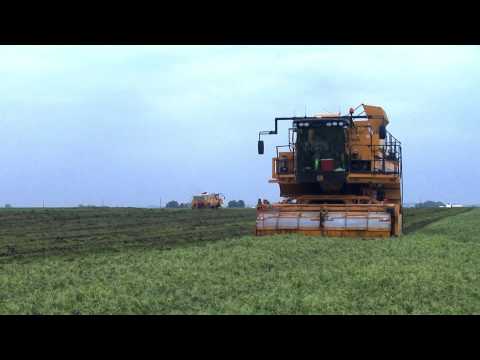 YouTube video about: When to plant peas in iowa?