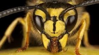 Wasp SONG Inspired by flight of the Bumblebee