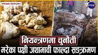काभ्रेका पोल्ट्री फार्ममा बर्डफ्लु सङ्क्रमण पुष्टि, ४० हजार बढी हाँस र कुखुरा नष्ट | Prime TV HD