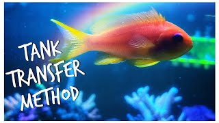 We Quarantine New Fish Using Tank Transfer Method to Avoid Ich!