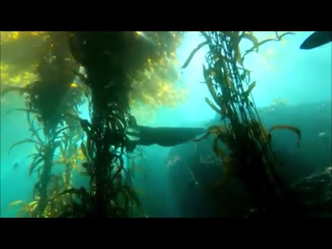 Sea Otter in Kelp Forest
