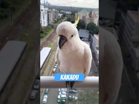 Cockatoo: Loud, smart, completely crazy