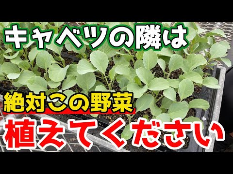 ニンジンの隣に何を植えますか?その理由は何ですか?  庭園