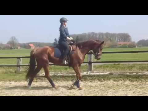 Fürst Romancier Stute