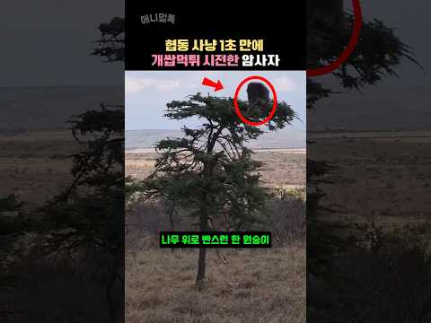 야생에서 절대 동업하면 안 되는 이유