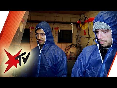 Undercover im Schweinestall: Katastrophale Zustände | stern TV