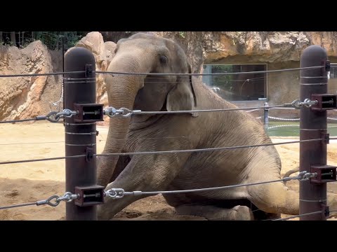 ご飯の時間で起き上がるスーリヤさん🌿🐘😊　8月8日 上野動物園