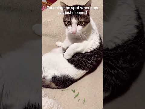 Part 66 #funny #cat#OddlySatisfying