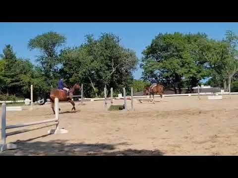 Lincoln and Zen Blue HH 6 year old (Zirocco blue/Polydor) June Shadowood farm Schooling show.