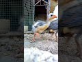 Adorable Guineafowl Chicks And Hen Explore The Great Outdoors Pets CuteChicks OutdoorAdventure