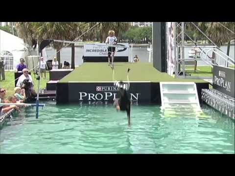2013 IDC National Championships - Preview of Fetch It!