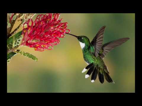 Tan vào giấc mơ - Hải Yến