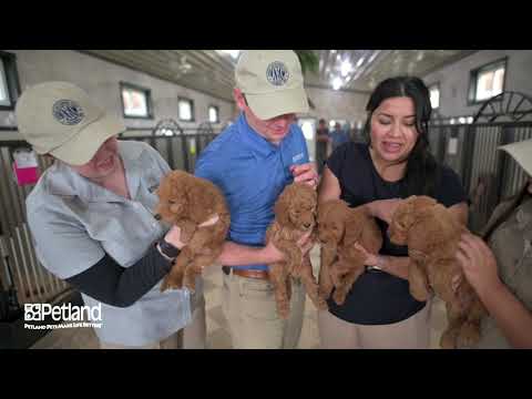 Kennel Tour 145