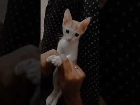 Cat dance| arabic kuthu| power| 😼😼😼