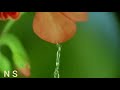 Phoolon Ki Mehkar Me Wo Naat WhatsApp Status