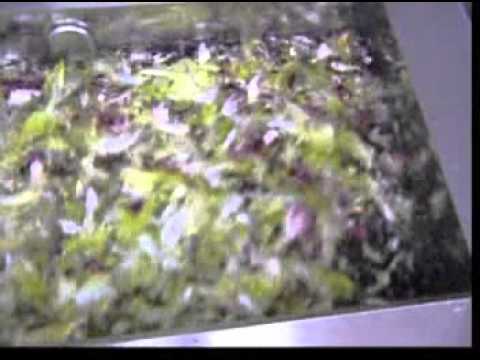 video 1, Machine découpe lavage de fruits et légumes