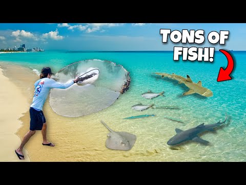 Netting TONS Of FISH For My SHARKS and EXOTIC Fish!!