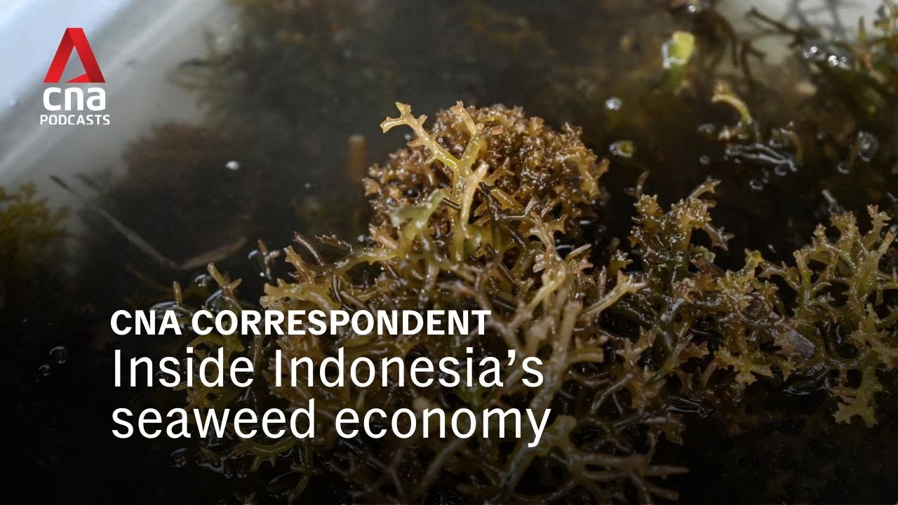 The hidden costs of Indonesia's seaweed success