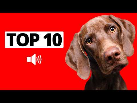 10 Amazing Dog Sounds for Crazy Reactions - Must See! 🐶