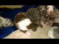 Catahoula Puppies March 9th, 2015 #2 