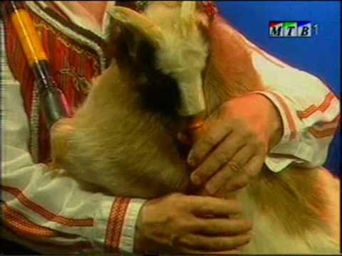 Ansambl Stevce Stojkovski Macedonia - Gajda