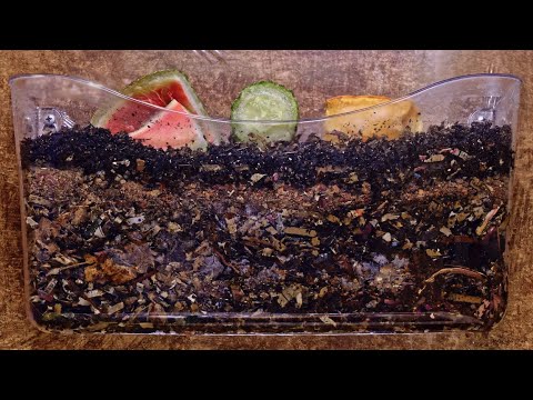 Blue worms in aged bedding 70-day FULL TIME-LAPSE - vermicompost