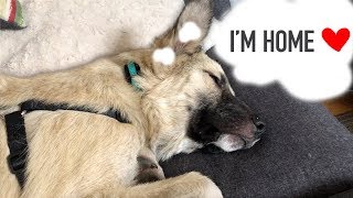 Bringing home our rescue puppy | VLOG