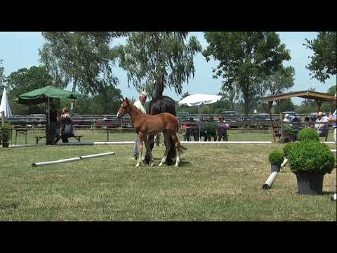 Sudweyher Fohlenschau 2019 - Kat.-Nr. 45