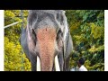 Chingapadayude Rajave Natturajavu Movie Mohnlal Elephant Whatsapp Status Raman Whatsapp Status