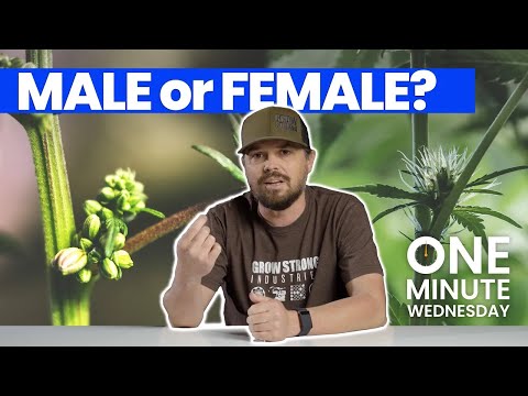 Male vs Female Weed Plants: How to Identify and Differentiate Your Cannabis Plants