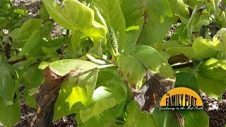 Q&A – What are these spots on my magnolia leaves?