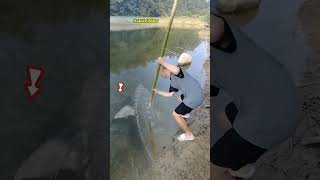 Download lagu 'Monster Sturgeon Fell with Just One Spear Strike!' #shortvideo #fishing #sturgeonfishing #fish mp3 Download lagu 'Monster Sturgeon Fell with Just One Spear Strike!' #shortvideo #fishing #sturgeonfishing #fish mp3