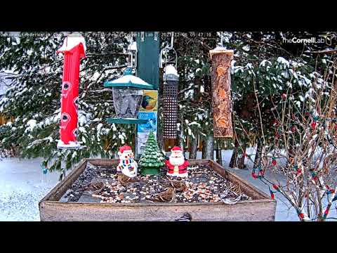Common Redpolls Populate Snowy Ontario Feeders – Dec. 6. 2021