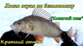Ловля окуня в декабре на безмотылку