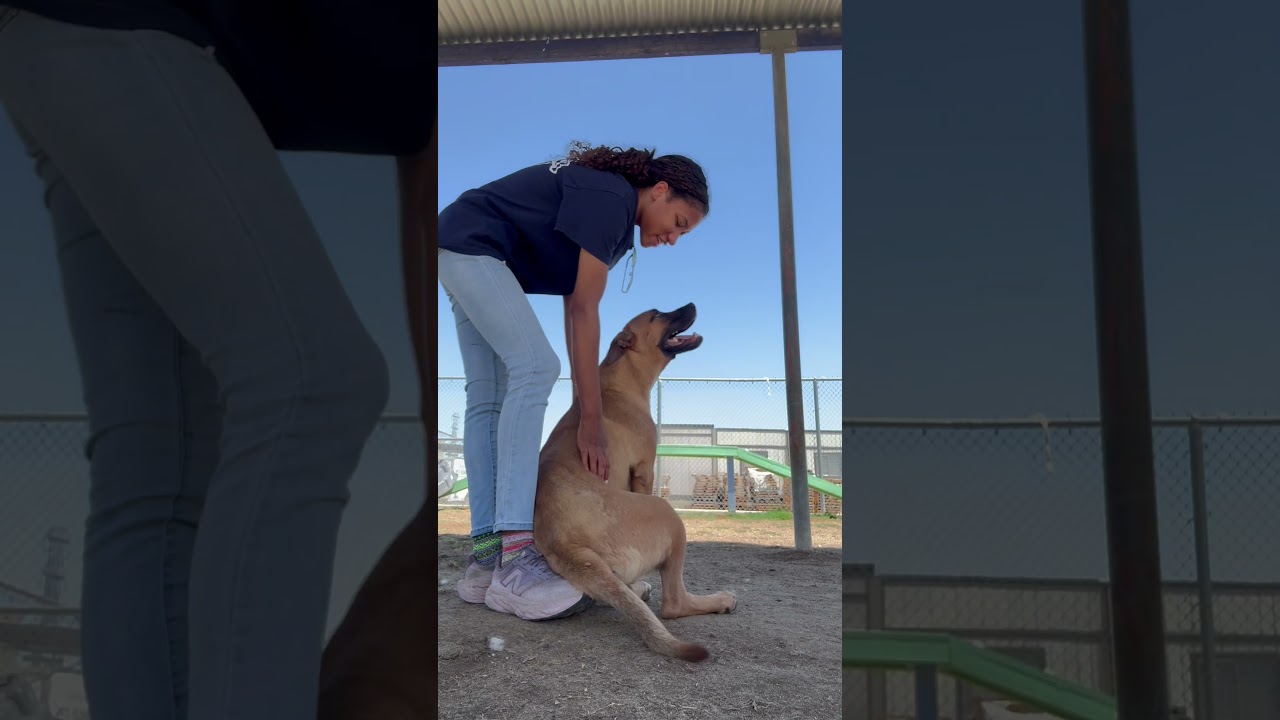 Scooby (formerly Bud) - URGENT - ON EUTHANASIA LIST, an adoptable mixed breed in Thousand Oaks, CA video 2/2