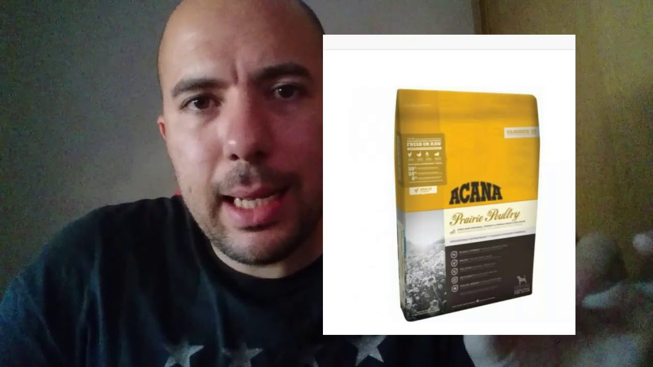 LOS 5 MEJORES PIENSOS PARA PERROS.