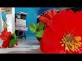 Flor