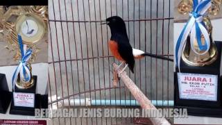 Download lagu Suara EMAS Murai Batu MEDAN JUARA 1 Kelas A milik admin terbaik mp3