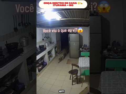 ONÇA ENTRA EM CASA EM ITURAMA MG 😱 #onca #oncapintada #perigo #neymarstyle #viral #Iturama
