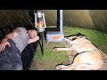 Hot Tent Rain Camping In Heavy Rain All Day Caught In Rainstorm With My Dog