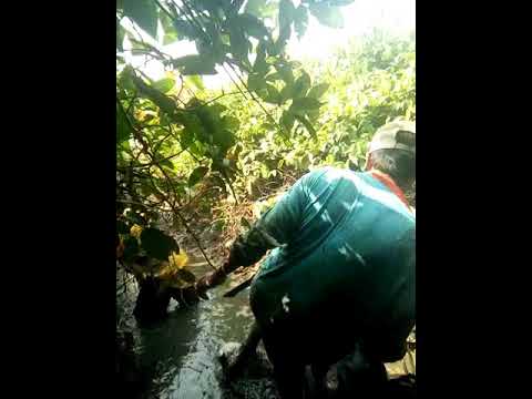 Makanan apa yang baik untuk impotensi Jika Anda meningkatkan torus dan palu